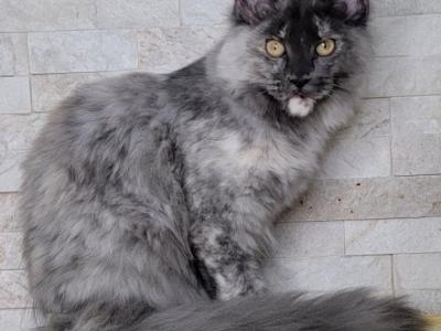 Kiwi - Maine Coon - Gallery Photo #1