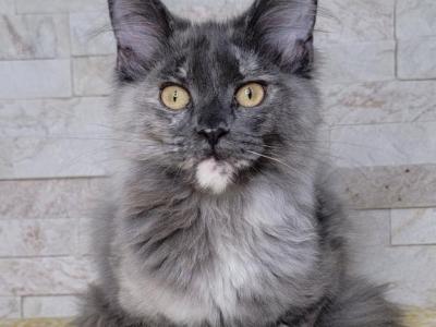 Kiwi - Maine Coon - Gallery Photo #1