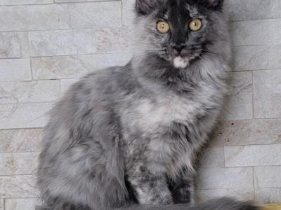Kiwi - Maine Coon - Gallery Photo #1
