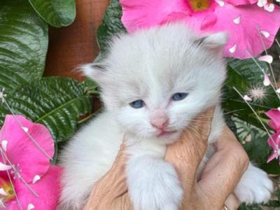 Sweet Baby - Ragdoll - Gallery Photo #1