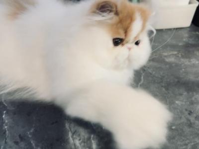 Red And White Boy - Persian - Gallery Photo #1