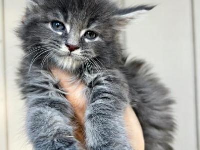 Taylor - Maine Coon - Gallery Photo #1