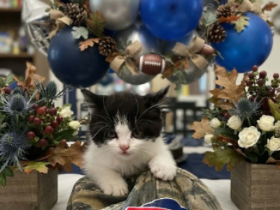 Shorty - Munchkin - Gallery Photo #1