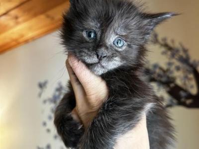 Orion Black Smoke Male - Maine Coon - Gallery Photo #1