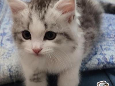Xenia - Siberian - Gallery Photo #1