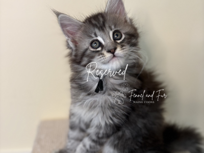 Kristoff Polydactyl Black Silver Tabby Maine Coon - Maine Coon - Gallery Photo #1
