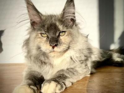 Glinda Blue Smoke Tortie - Maine Coon - Gallery Photo #1