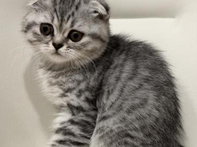 Oreo2 - Scottish Fold - Gallery Photo #1