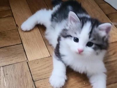 Xander - Siberian - Gallery Photo #1