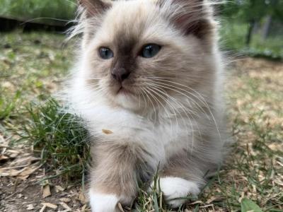 Azalea - Ragdoll - Gallery Photo #1