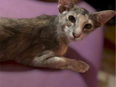 Female Tortie - Oriental - Gallery Photo #1
