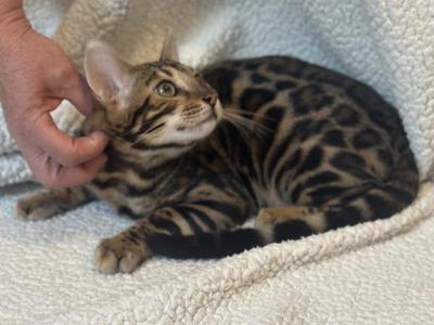 Bengal Kitty - Bengal - Gallery Photo #1