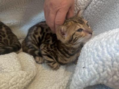 Bengal Kittens - Bengal - Gallery Photo #1
