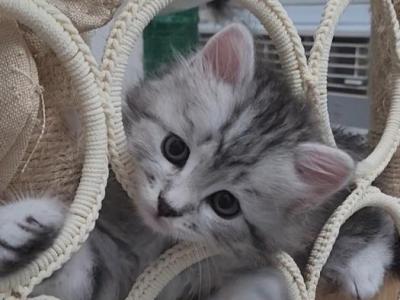 Xena - Siberian - Gallery Photo #1
