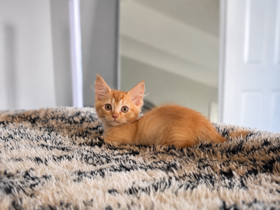 Koi - Munchkin - Gallery Photo #1