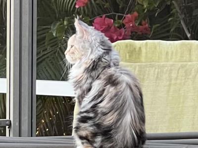Daisy - Maine Coon - Gallery Photo #1