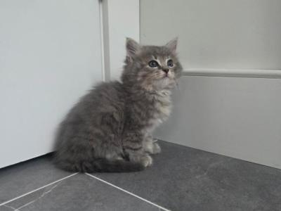 Misty - Domestic - Gallery Photo #1