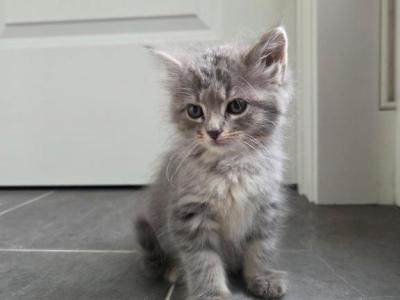 Shadow - Domestic - Gallery Photo #1