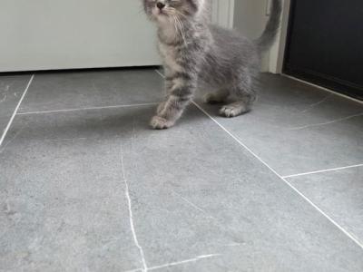 Tommie - Domestic - Gallery Photo #1