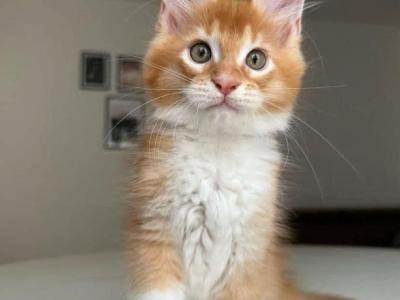 Maine Coon Luna - Maine Coon - Gallery Photo #1