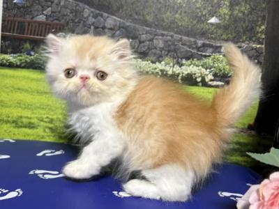 Woody - Persian - Gallery Photo #1