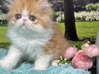 Winston - Persian - Gallery Photo #1