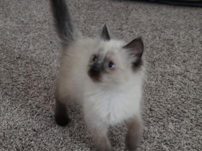 Tommy - Siamese - Gallery Photo #1