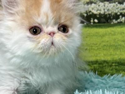 Walter - Persian - Gallery Photo #1