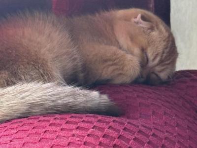Scottish Fold - Scottish Fold - Gallery Photo #1