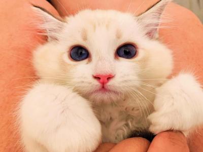 Winnie - Ragdoll - Gallery Photo #1