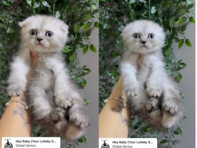 BlackBoba - Scottish Fold - Gallery Photo #1