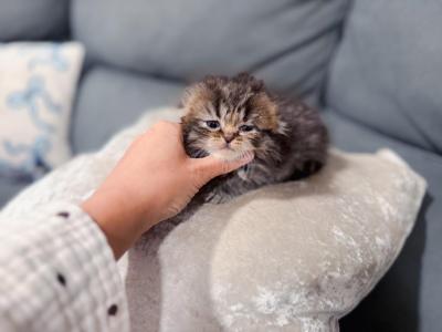 Brown  Black Spotted Scottish Fold LH Girl - Scottish Fold - Gallery Photo #1