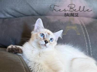 Cumin - Balinese - Gallery Photo #1