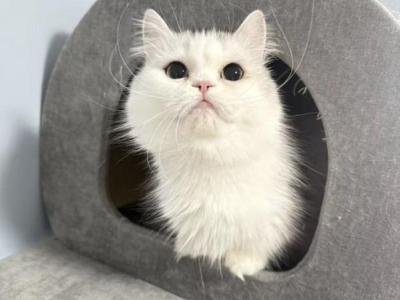 Willow - Munchkin - Gallery Photo #1