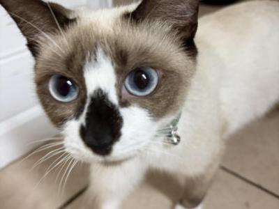 Scout Sadie And Cole - Siamese - Gallery Photo #1