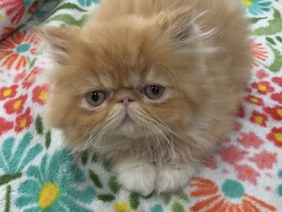 Beautiful Red And White - Persian - Gallery Photo #1
