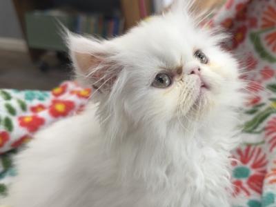 Solid White Female - Persian - Gallery Photo #1