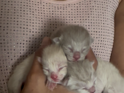 4th Of July Litter Siamese - Siamese - Gallery Photo #1