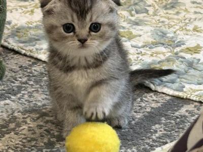 Sima - Scottish Fold - Gallery Photo #1