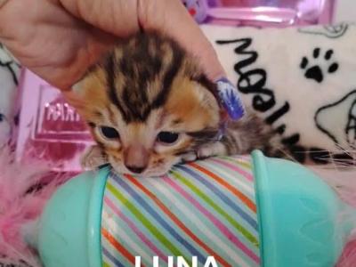 Luna - Bengal - Gallery Photo #1