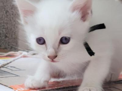 Boy Black Collar - Siamese - Gallery Photo #1