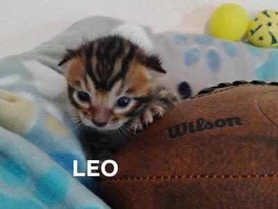 Leo - Bengal - Gallery Photo #1