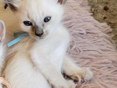 Boy Light Blue Collar - Siamese - Gallery Photo #1