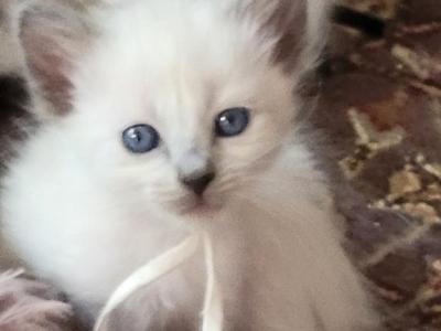 Girl White Collar - Siamese - Gallery Photo #1
