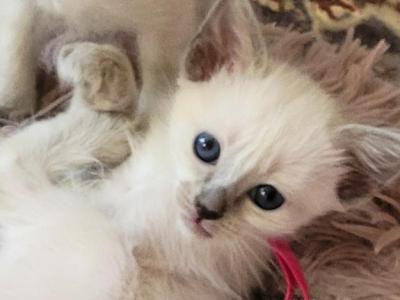 Girl Fuchsia Collar - Siamese - Gallery Photo #1