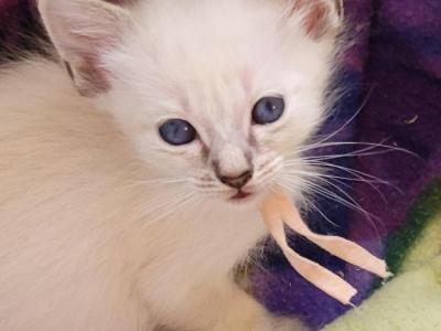 Girl Pink Collar - Siamese - Gallery Photo #1