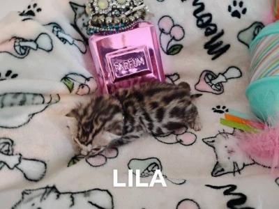 Lila - Bengal - Gallery Photo #1