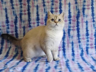 Opra - British Shorthair - Gallery Photo #1