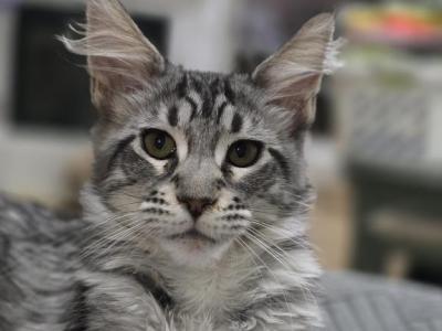 Classic Black Silver Tabby Female - Maine Coon - Gallery Photo #1