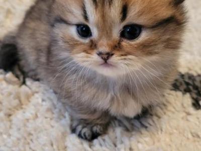 Gizzy - Munchkin - Gallery Photo #1